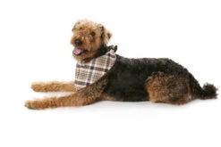 Burda Pattern 7752 (One Size) 15 Burda Pattern 7752 (One Size) -Sewing Supplies Store 7752 f 007 foto 498ba351 d36b 4237 8d1e 8200dda68bd2