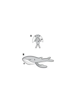 Burda X06044 Stuffed Craft -Sewing Supplies Store B6044 line art