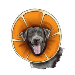 Simplicity Pattern SS9582 Pet Elizabethan Collars By Carla Reiss -Sewing Supplies Store S9582 product hires 03 scaled